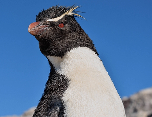 Todo lo que tenes que saber del Pingüino Penacho Amarillo