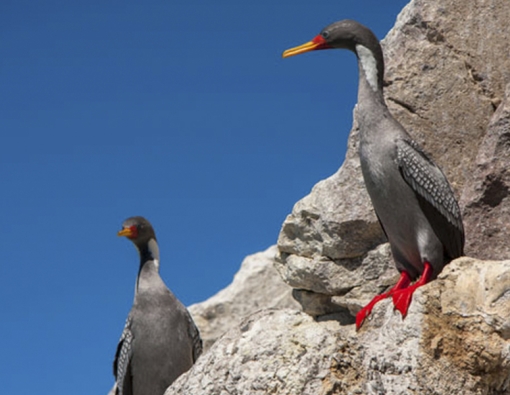 Avistaje de fauna en la Reserva Provincial Ría Deseado