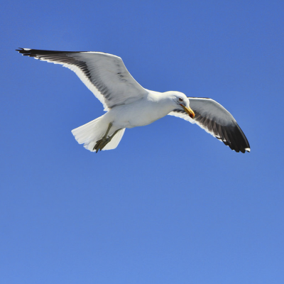 Gaviota Cocinera