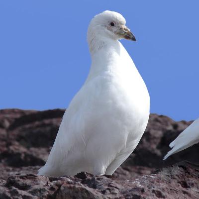 Paloma Antartica