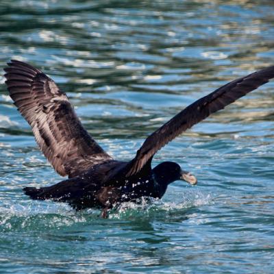 Petrel Gigante del sur