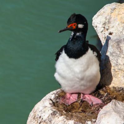 Cormoran Negro