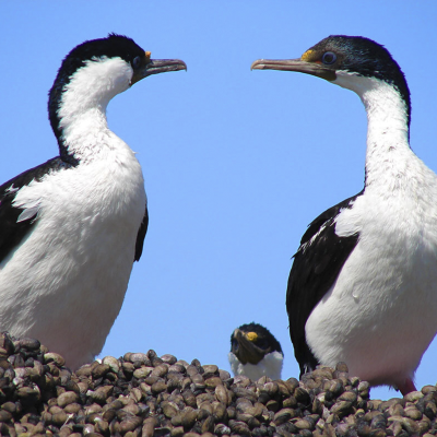 Cormoranes Imperiales