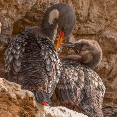 Cormorán Gris