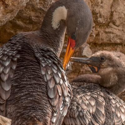 Cormoran gris