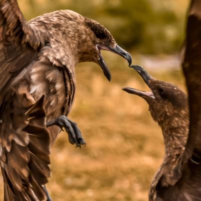 Observacion de Aves