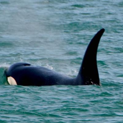 Orcas Pasando Escollera