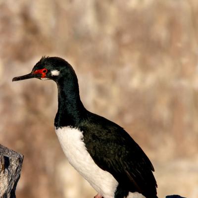 Rock Shag