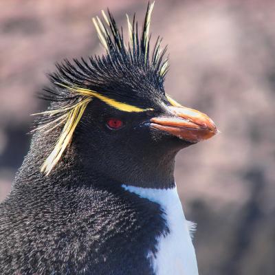 Rockhopper Penguins