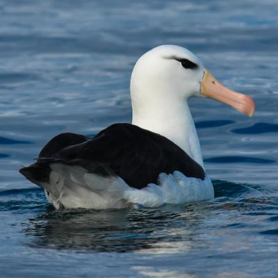 Albatross