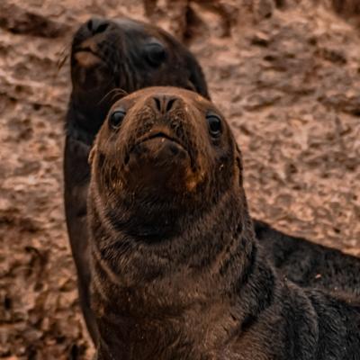South American Sea Lions