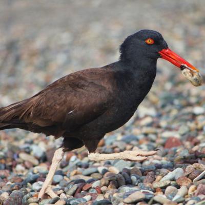 Black oystercatcher