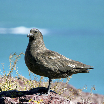 Skuas