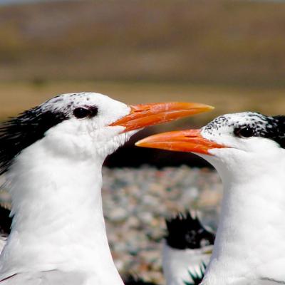 Royal tern