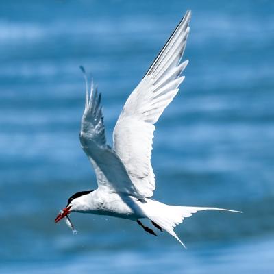 South American tern
