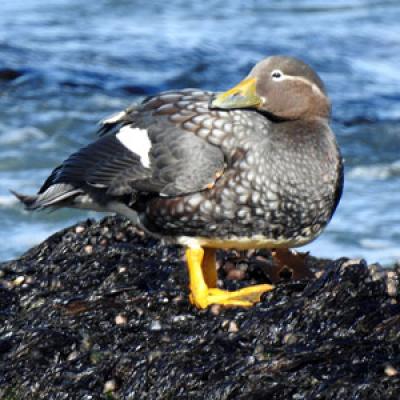 Steamer Duck